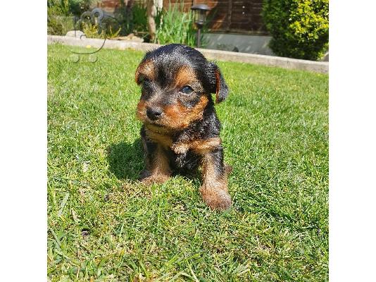 Yorkie για 200 €